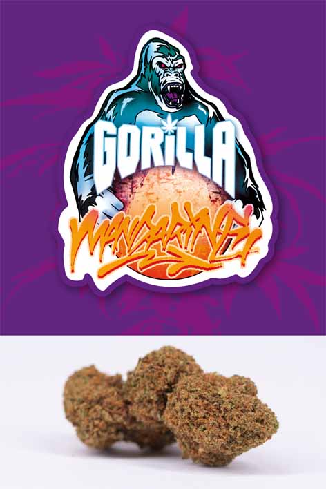 Gorilla Mandarine