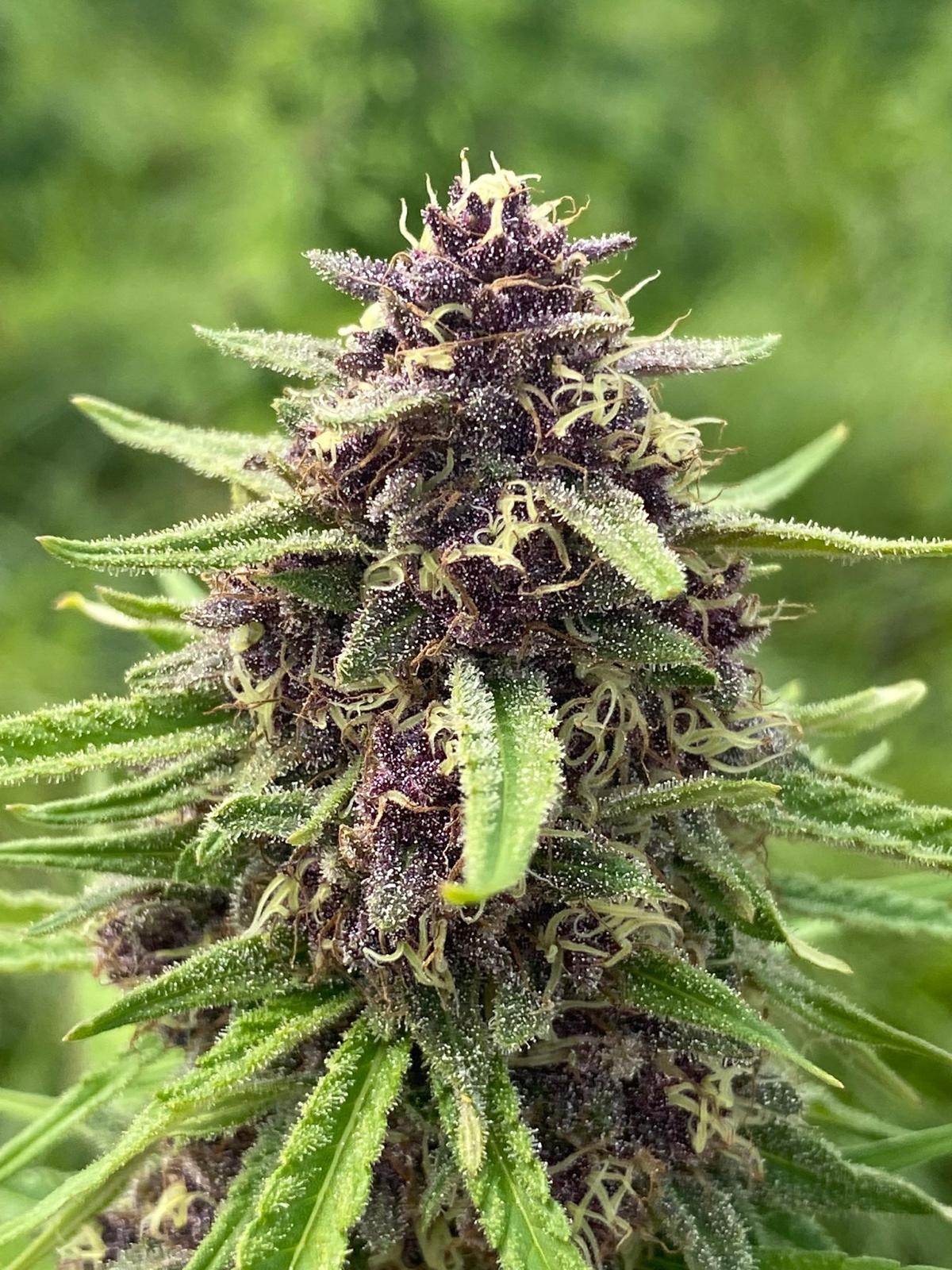 Pink Gelato